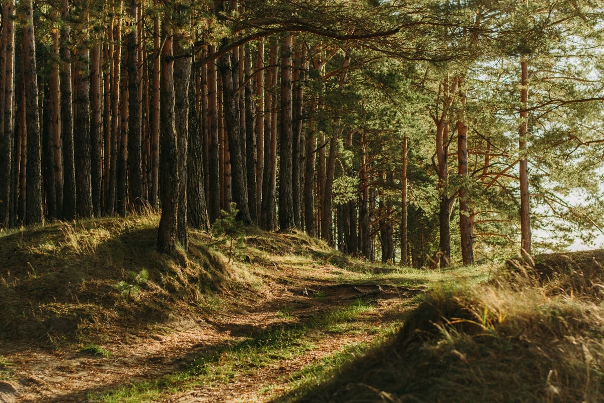 Trees in a forest